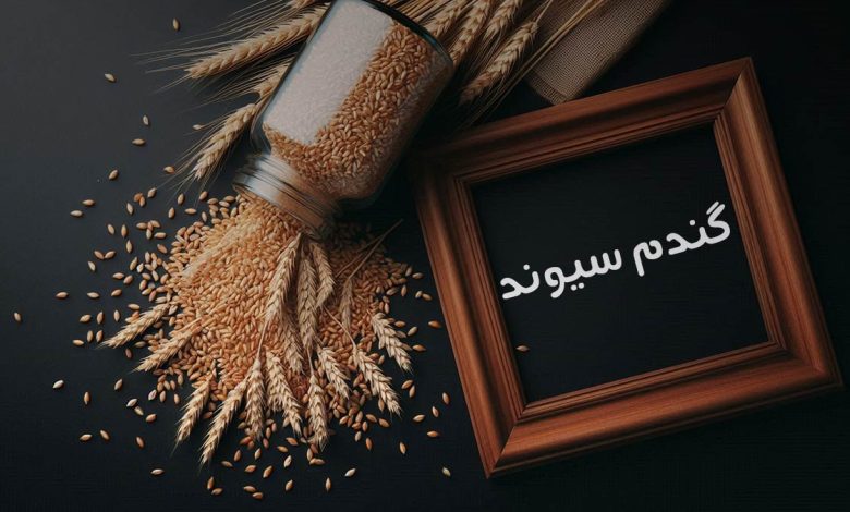 گندم سیوند