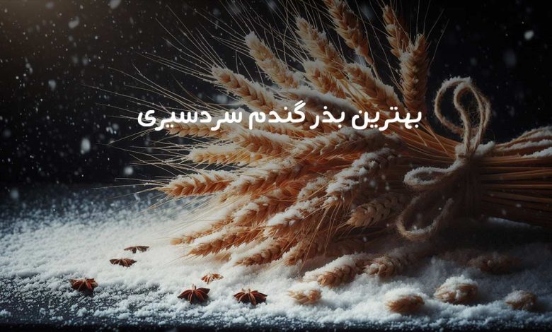 بهترین بذر گندم سردسیری