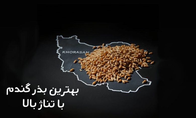 پربازده ترین بذر گندم با تناژ بالا