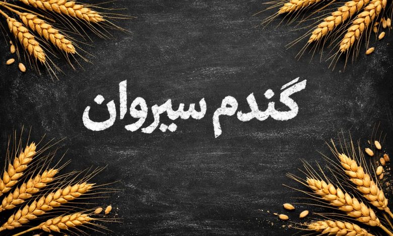 گندم_سیروان